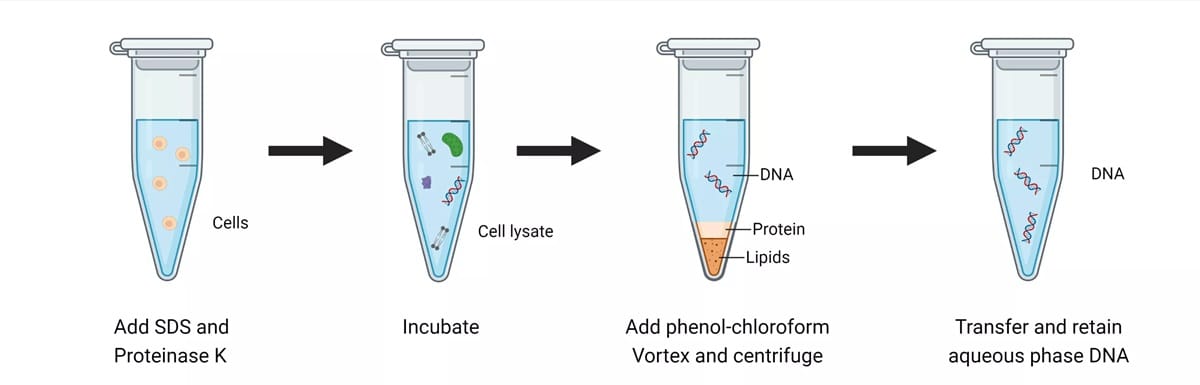 EDTA do in DNA Extraction